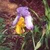 Thumbnail #2 of Iris  by Wandasflowers