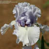 Thumbnail #5 of Iris  by greenorchid