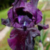 Thumbnail #4 of Iris  by 1913cat