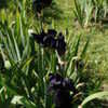Thumbnail #5 of Iris  by joannacay