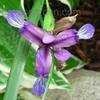 Thumbnail #5 of Iris graminea by EROCTUSE2