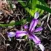 Thumbnail #1 of Iris graminea by boojum