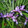Thumbnail #4 of Iris graminea by altagardener