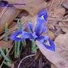 Thumbnail #4 of Iris reticulata by vroomp