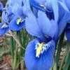 Thumbnail #1 of Iris reticulata by celtic_dolphin