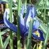 Thumbnail #3 of Iris reticulata by ulfhocke