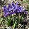 Thumbnail #5 of Iris reticulata by Todd_Boland