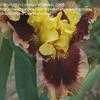 Thumbnail #4 of Iris  by cathysplants