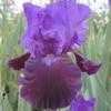Thumbnail #1 of Iris  by puttytat