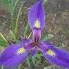 Thumbnail #1 of Iris giganticaerulea by QueenB