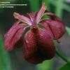 Thumbnail #2 of Iris x nelsonii by raysplants