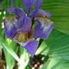 Thumbnail #3 of Iris virginica var. shrevei by plantmover