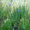 Thumbnail #5 of Iris virginica var. shrevei by sladeofsky