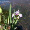 Thumbnail #4 of Iris virginica var. shrevei by sladeofsky
