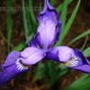 Thumbnail #2 of Iris virginica var. shrevei by plantmover