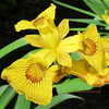 Thumbnail #4 of Iris pseudacorus by Kell