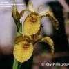 Thumbnail #1 of Iris pseudacorus by raysplants