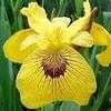 Thumbnail #3 of Iris pseudacorus by Lilypon