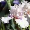 Thumbnail #5 of Iris  by GardenGuyKin