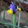 Thumbnail #3 of Iris x hollandica by Ldybug