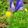 Thumbnail #5 of Iris x hollandica by JaxFlaGardener