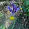 Thumbnail #4 of Iris x hollandica by chicochi3