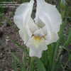 Thumbnail #5 of Iris  by rebloomnut