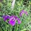 Thumbnail #1 of Iris ensata by FlowerManiac