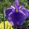 Thumbnail #3 of Iris ensata by poppysue