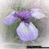 Thumbnail #2 of Iris ensata by gringo