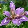 Thumbnail #1 of Iris dichotoma by Buttoneer
