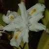 Thumbnail #4 of Iris confusa by cristina