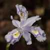 Thumbnail #2 of Iris confusa by cristina