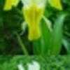 Thumbnail #3 of Iris bucharica by Evert