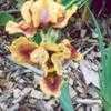Thumbnail #5 of Iris  by Wandasflowers