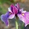 Thumbnail #1 of Iris ensata by Joan