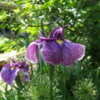 Thumbnail #4 of Iris ensata by pirl