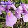 Thumbnail #1 of Iris ensata by Terri1948