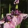 Thumbnail #2 of Iris ensata by Lilypon