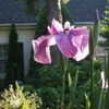 Thumbnail #3 of Iris ensata by pirl