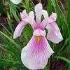 Thumbnail #3 of Iris ensata by Lilypon