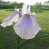 Thumbnail #5 of Iris ensata by Joan