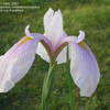 Thumbnail #4 of Iris ensata by Joan
