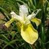Thumbnail #2 of Iris sibirica by poppysue