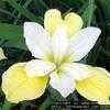 Thumbnail #1 of Iris sibirica by poppysue