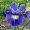 Thumbnail #2 of Iris sibirica by laurief