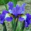 Thumbnail #3 of Iris sibirica by laurief