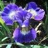 Thumbnail #5 of Iris sibirica by mgh