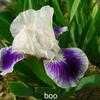 Thumbnail #4 of Iris pumila by loic
