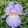 Thumbnail #1 of Iris  by laurief